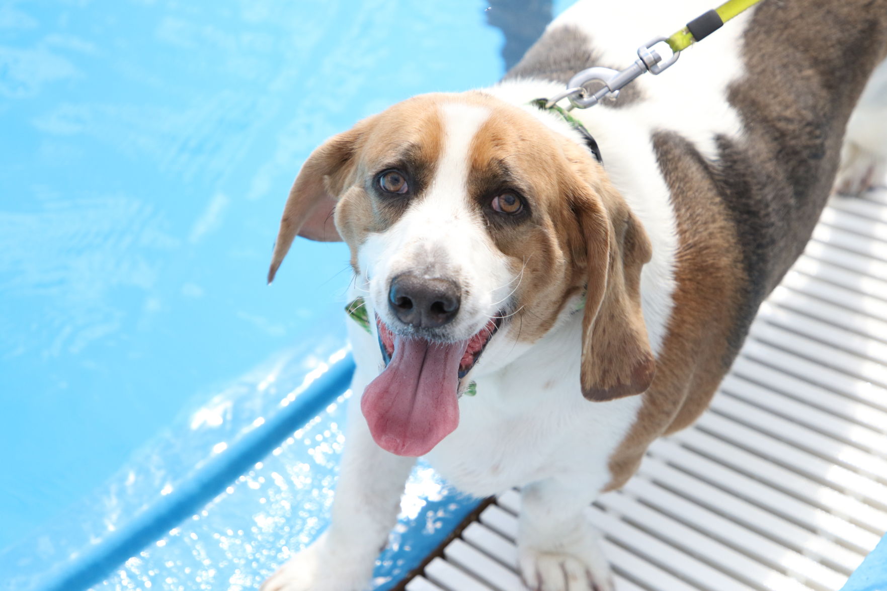 Dogs at the pool (64).JPG